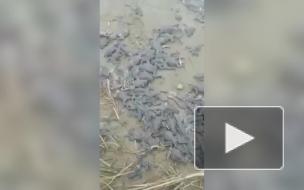 Жители Хабаровского края нашли на берегу речки сотни мертвых рыб и лягушек