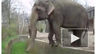 голодный слон в Берлинском Зоопарке