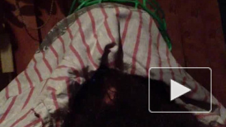 Разъясняет за вэйп и бороду