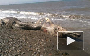 На берег Сахалина выбросило тушу неизвестного морского монстра с клювом и шерстью