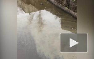 Росприроднадзор проверит реку Охта после сообщений о загрязнении