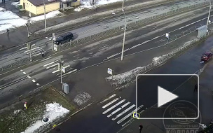 Видео: На Гатчинском шоссе внедорожник сбил собаку 