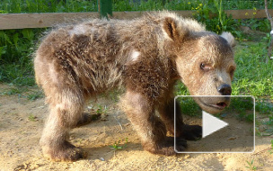 Затравленный людьми медвежонок Сеня дослужился до завхоза