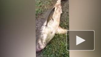 В России рыбаки поймали в реке 100-килограммовую акулу