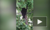 В Шушарах жалуются на огромный рой пчел