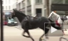 В Лондоне пять лошадей разбежались по центру города