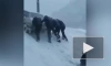 В Сети появилось видео, как женщины в Дагестане вытащили машину из озера