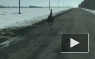 Видео: В Воронежской области был замечен бодро бегающий по дороге страус