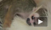 В Тюмени 16-летняя кошка усыновила новорожденную обезьянку 