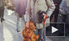 Собака-обнимака покорила сердца пользователей сети
