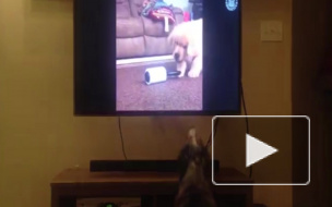 Собака, которая любит смотреть телевизор, покорила соцсети