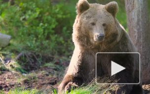 Россияне считают медведя самым удачным символом России