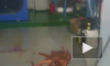 Забавное видео из Владивостока: гигантский осьминог сбежал из океанариума