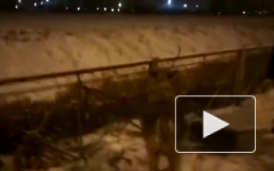 Самку оленя Герду нашли под Шушарами