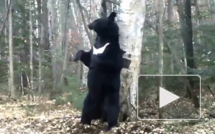 В Приморье зажигательный танец медведя сняли на видео, в нацпарке "Земля леопарда" гималайский медведь плясал хип-хоп