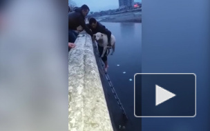 Владикавказ: Чудесное спасение собаки попало на видео