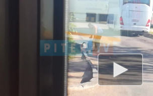 Молодой человек в Шушарах помог утке с утятами перейти дорогу 