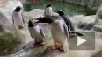 Видео: пингвинов в Московском зоопарке развлекают ...