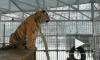 "Поющего" тигренка из Барнаульского зоопарка сняли на видео