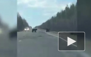Видео из Приамурья: три медведя вышли на прогулку по трассе