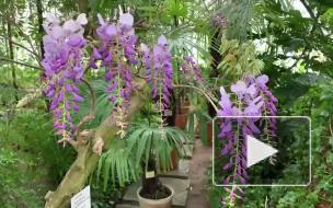 В Ботаническом саду зацвели японские глицинии