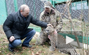 Президент Путин пообщался с леопардом лицом к лицу