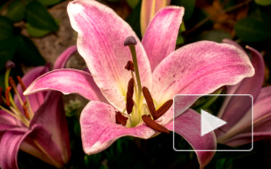 Россияне стали больше экономить на цветах перед 1 сентября