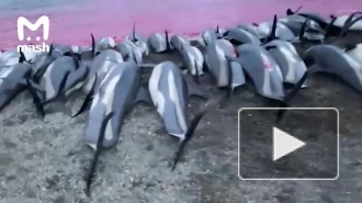 На Фарерских островах охотники убили более тысячи белобоких дельфинов