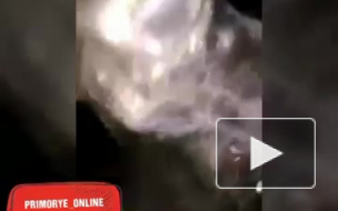 В Приморье проверяют видео, на котором люди разбудили медведя из спячки