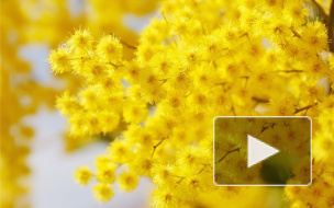 Прикольные поздравления в стихах и прозе на 8 Марта