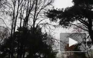 Орнитологи просят петербуржцев не кормить перелетных птиц