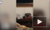 Видео: в Бразилии кот выключил будильник хозяйки