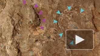 В Японии нашли самое маленькое яйцо динозавра