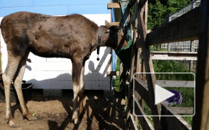 Инструкция от центра Велес: встретили лося - прячьтесь