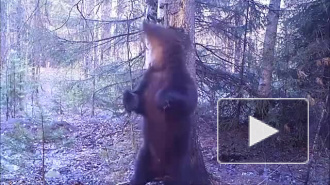 Эротический танец дикого медведя Ферапонта попал на видео