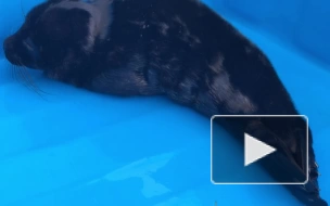 В петербургский Центр спасения тюленей поступили две ослабленные нерпы