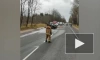 Из-за лобового столкновения двух иномарок на трассе под Лугой погиб 74-летний водитель