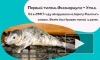 В Океанариуме Петербурга тюлени отметили 15-летие