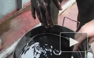 Курсанта выгнали из Морского университета за видео о загрязнении реки Лены