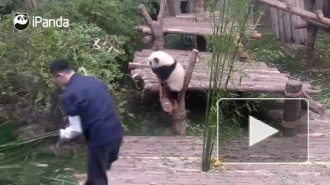 Работа мечты: Сотрудника Московского зоопарка направили в Китай учиться правильно обниматься с пандами