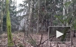 Два снаряда времен войны угрожали безопасности на территории Обуховского завода