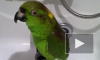 Видео: «Беловежская пуща» в исполнении попугая Микеши