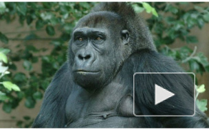 В Ленинградском зоопарке разрешили фотографироваться с животными в обнимку — за отдельную плату