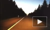 Момент столкновения машины с лосем на Мурманском шоссе попал на видео