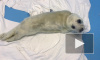 Найденный на Финском заливе тюлененок начал набирать вес