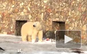 В Ленинградском зоопарке для медведицы Хаарчааны приготовили торт
