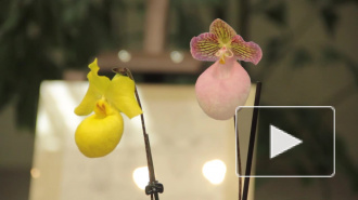 В Ботаническом саду массово цветут азалии, а также проходит выставка орхидей