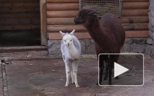 В Ленинградском зоопарке у альпак Брецеля и Сушки родилась маленькая Ватрушка