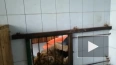 В центре "Велес" показали видео с играющим львенком ...