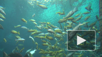 Микропластик заставил рыб больше рожать